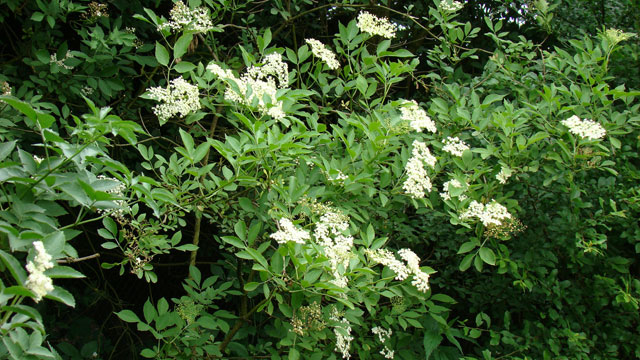 Gewone vlier - Sambucus nigra