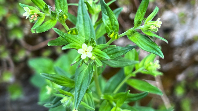 Glad parelzaad - Lithospermum officinale