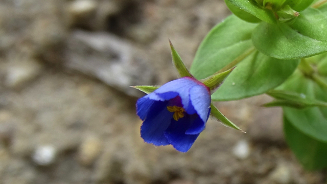 Blauw guichelheil - Anagallis arvensis s. foemina