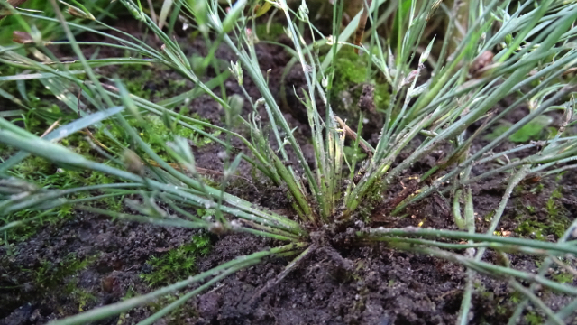 Greppelrus - Juncus bufonius