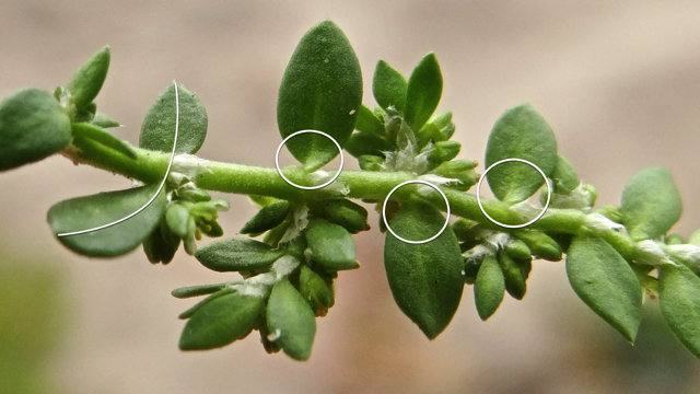 Kaal breukkruid - Herniaria glabra