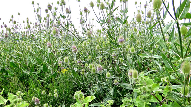 Grote kaardenbol - Dipsacus fullonum