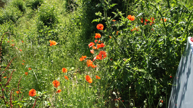 Bleke klaproos - Papaver dubium