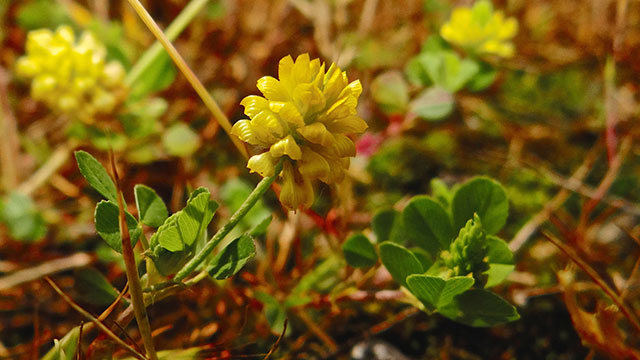 Liggende klaver - Trifolium campestre