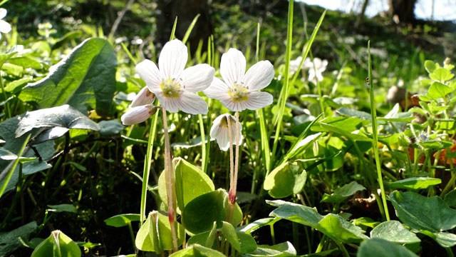 Witte klaverzuring - Oxalis acetosella