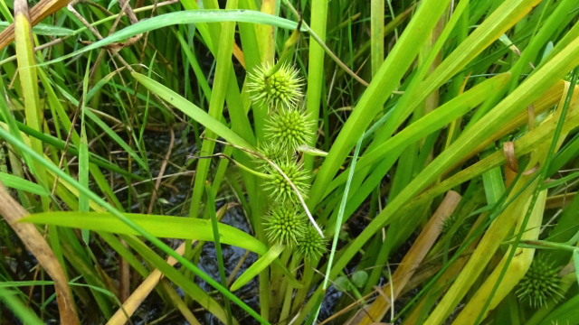 Kleine duizendknoop - Persicaria minor