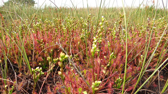 Kleine zonnedauw - Drosera intermedia