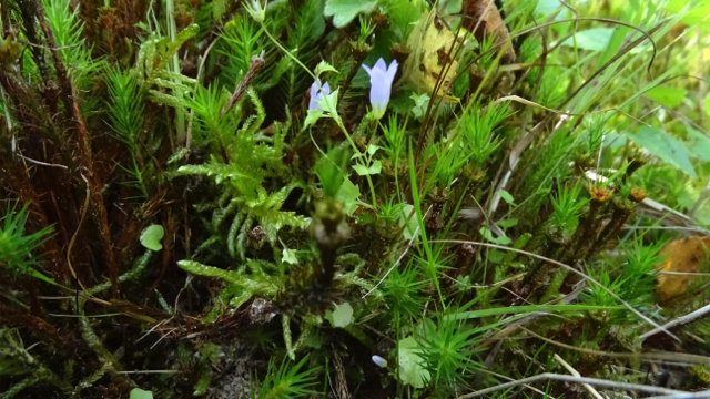 Klimopklokje - Wahlenbergia hederacea