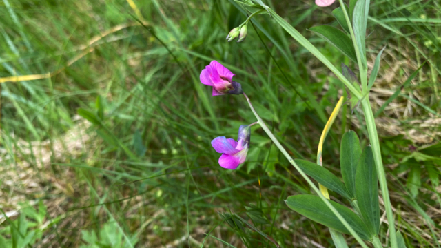 Knollathyrus - Lathyrus linifolius