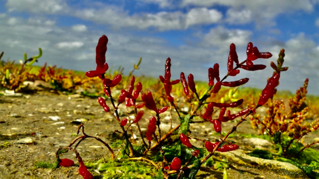 Kortarige zeekraal - Salicornia europaea s. europea