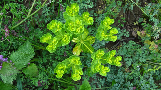 Kroontjeskruid - Euphorbia helioscopia