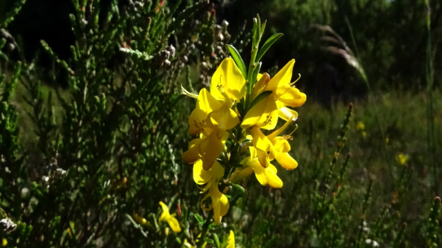 Kruipbrem - Genista pilosa