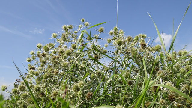 Kruisdistel - Eryngium campestre