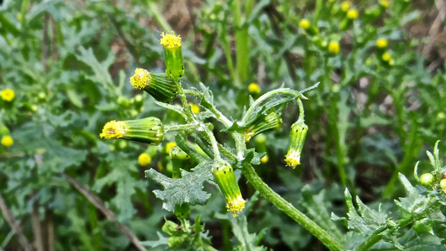 Klein kruiskruid - Senecio vulgaris