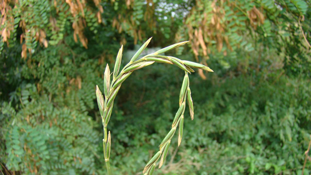 Kweek - Elytrigia repens