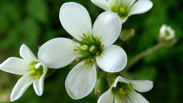 Knolsteenbreek - Saxifraga granulata