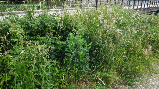 Kompassla - Lactuca serriola