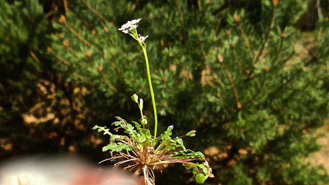 Klein tasjeskruid - Teesdalia nudicaulis