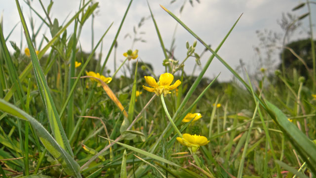 Knolboterbloem - Ranunculus bulbosus