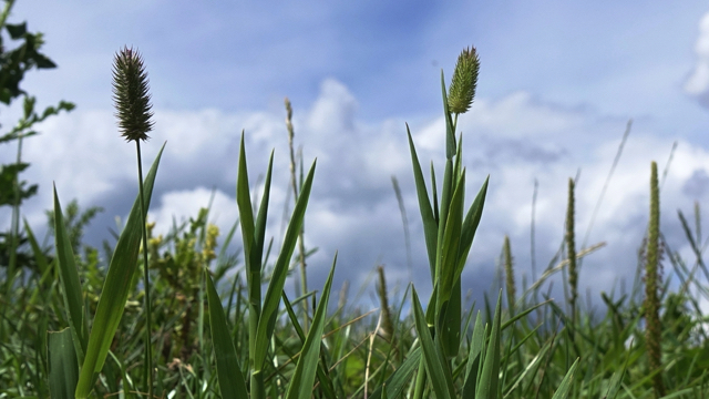 Klein timotheegras - Phleum pratense s. serotinum