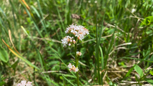 Kleine valeriaan - Valeriana dioica