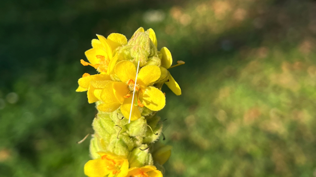 Koningskaars - Verbascum thapsus