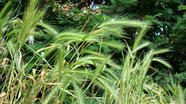 Kruipertje - Hordeum murinum