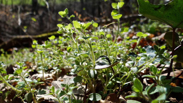 Klimopereprijs - Veronica hederifolia