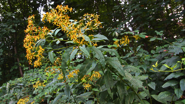 Schaduwkruiskruid - Senecio ovatus