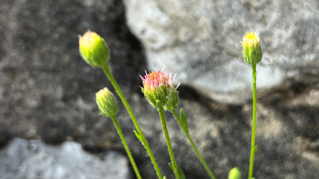 Scherpe fijnstraal - Erigeron acer