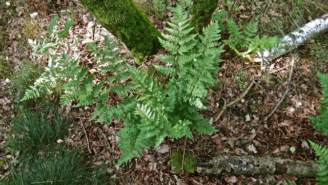 Smalle stekelvaren - Dryopteris carthusiana