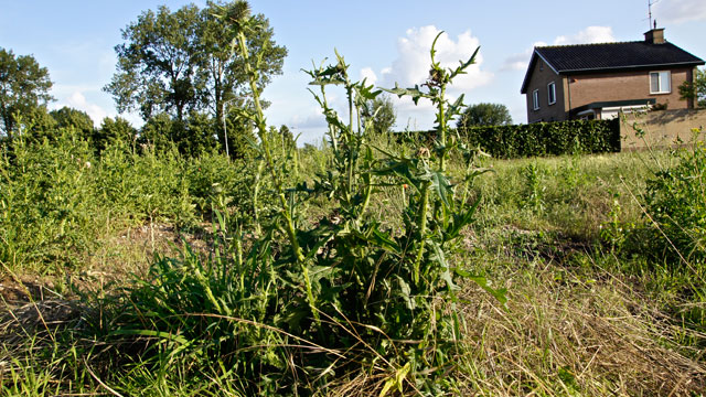 Speerdistel - Cirsium vulgare