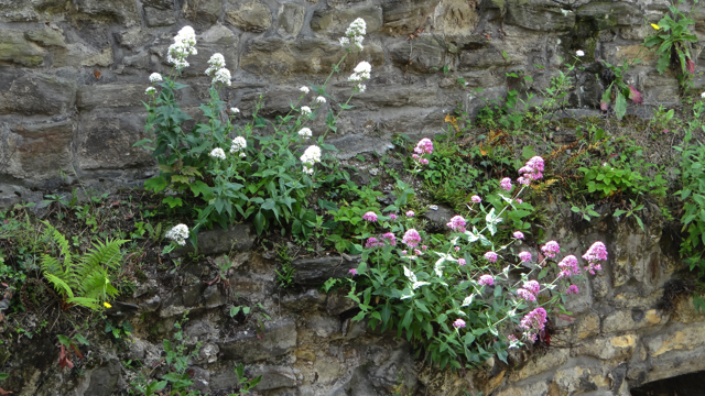 Spoorbloem - Centranthus ruber