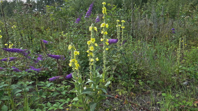 Stalkaars - Verbascum densiflorum