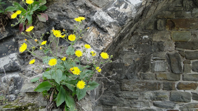 Stengelomvattend havikskruid - Hieracium amplexicaule