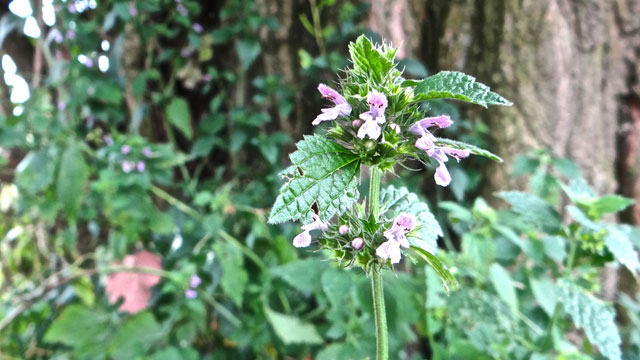 Stinkende ballote - Ballota nigra s. meridionalis