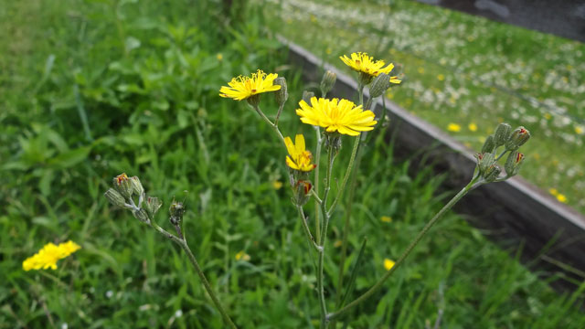 Klein streepzaad - Crepis capillaris