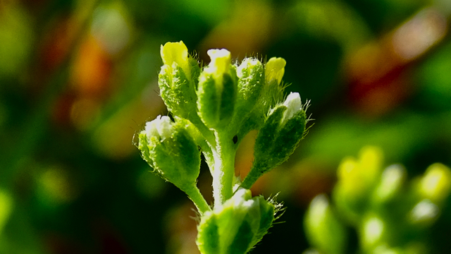 Bleek schildzaad - Alyssum alyssoides