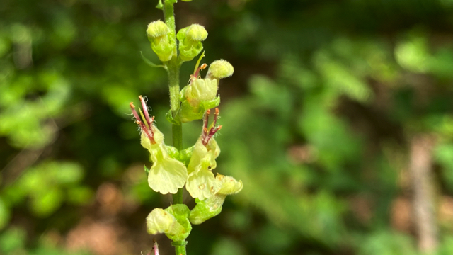 Valse salie - Teucrium scorodonia