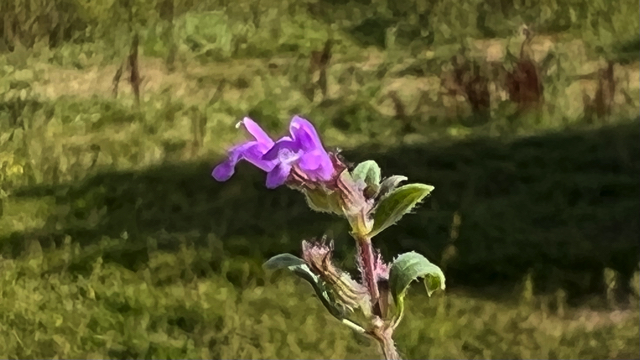 Kleine steentijm - Clinopodium acinos