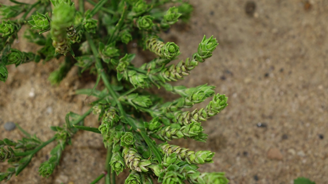 Smal vlieszaad - Corispermum pallasii