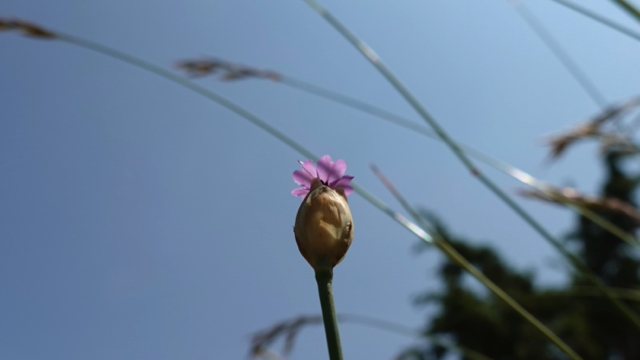 Slanke mantelanjer - Petrorhagia prolifera