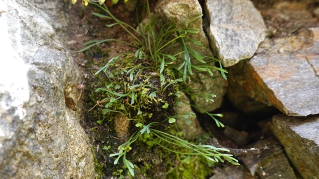 Noordse streepvaren - Asplenium septentrionale