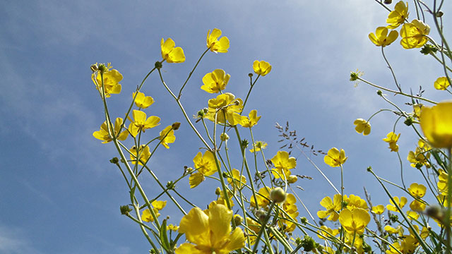 Scherpe boterbloem - Ranunculus acris