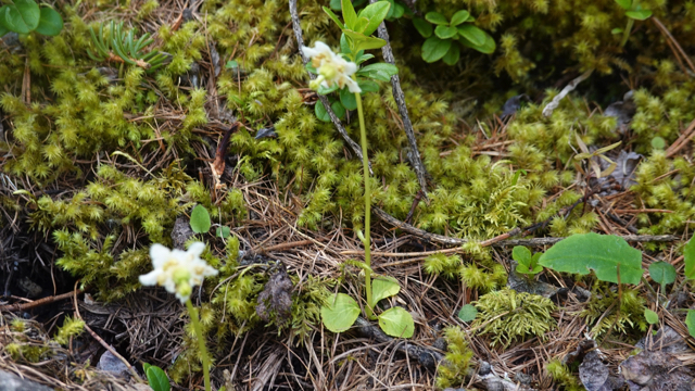 Eenbloemig wintergroen - Moneses uniflora