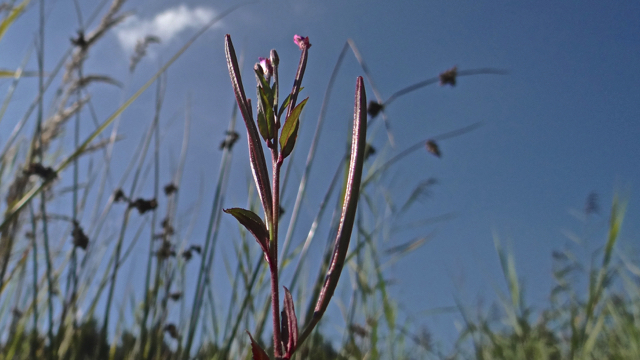 Viltige basterdwederik - Epilobium parviflorum