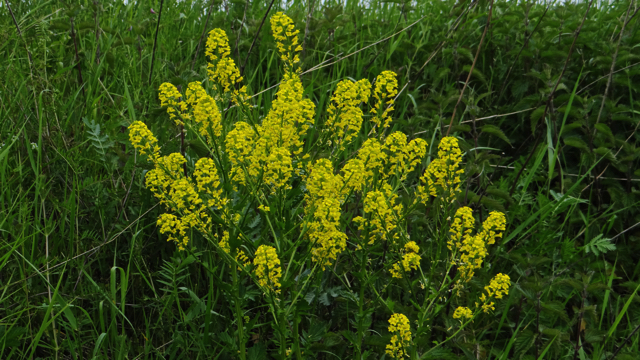 Gewoon barbarakruid - Barbarea vulgaris