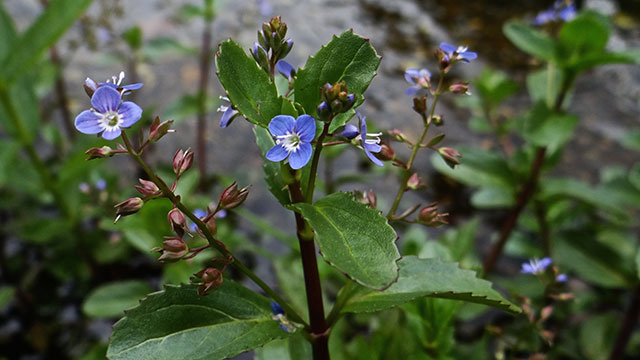 Beekpunge - Veronica beccabunga