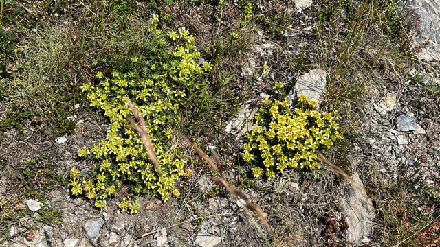 Bergbasterdwederik - Epilobium montanum