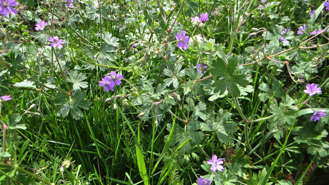 Bermooievaarsbek - Geranium pyrenaicum